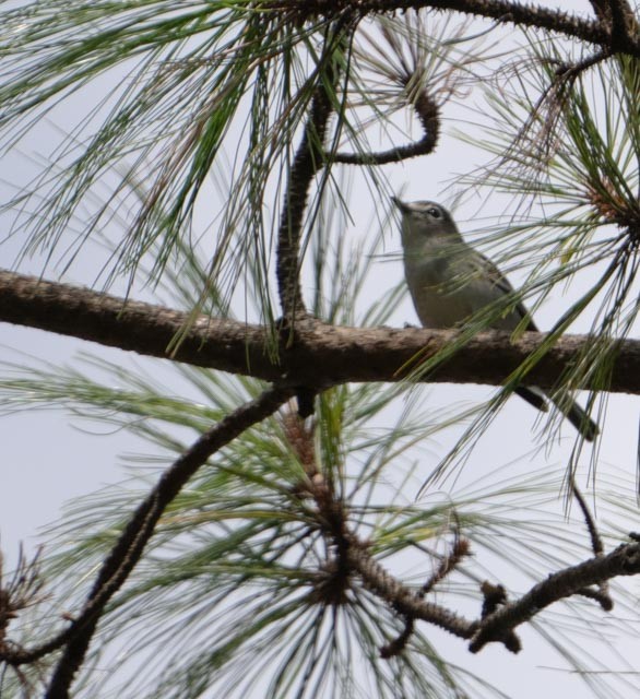 Plumbeous Vireo - ML644016586