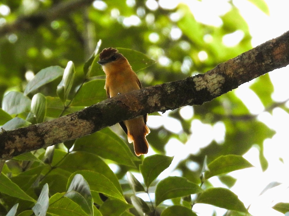 Cinnamon Becard - ML644016597