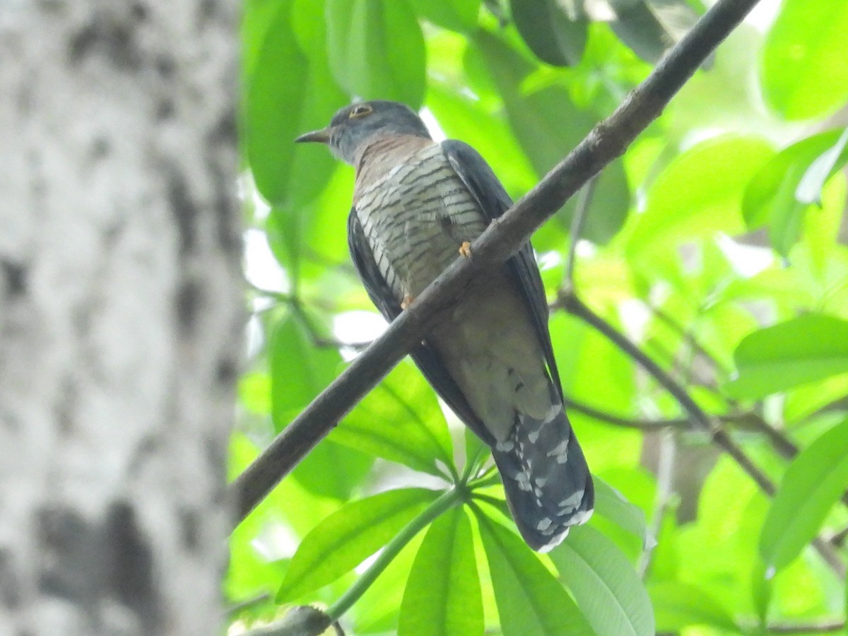 チャムネカッコウ - ML644016600