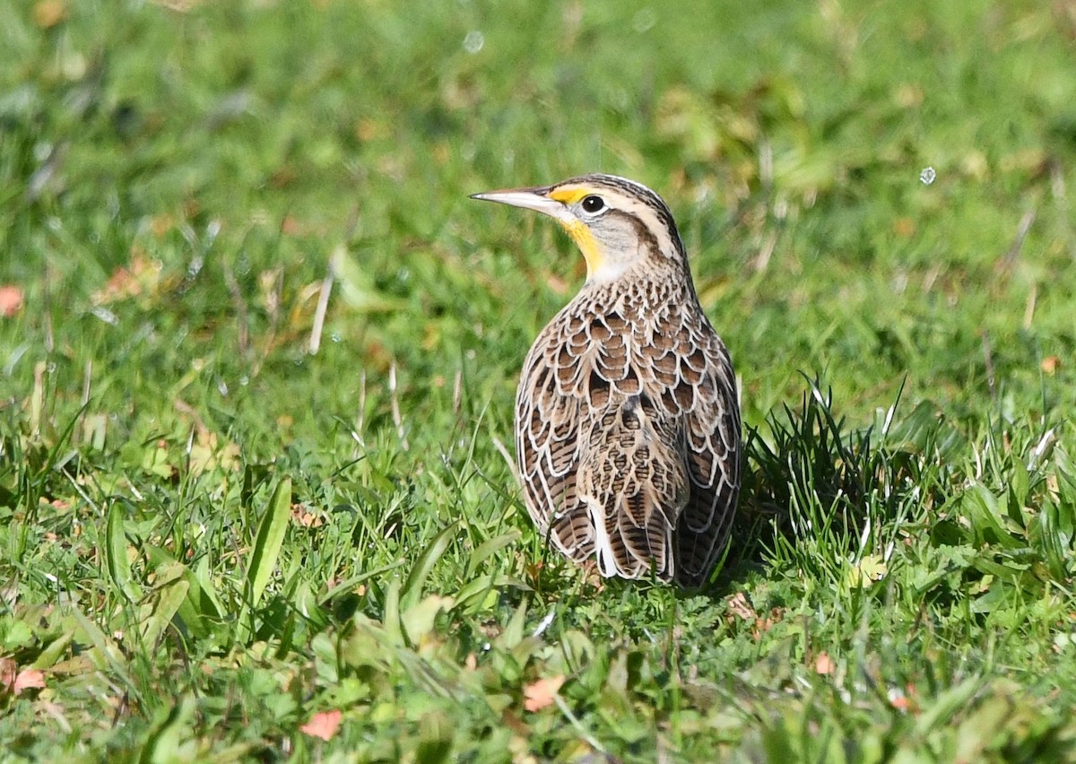 Western Meadowlark - ML644016654