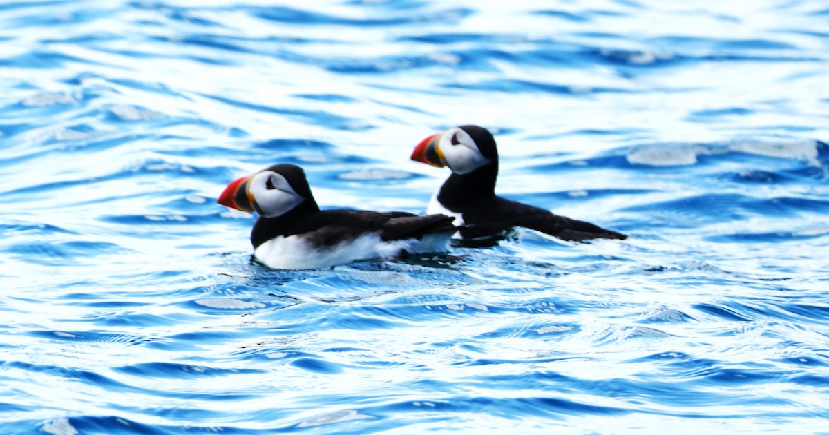 Atlantic Puffin - ML644016659