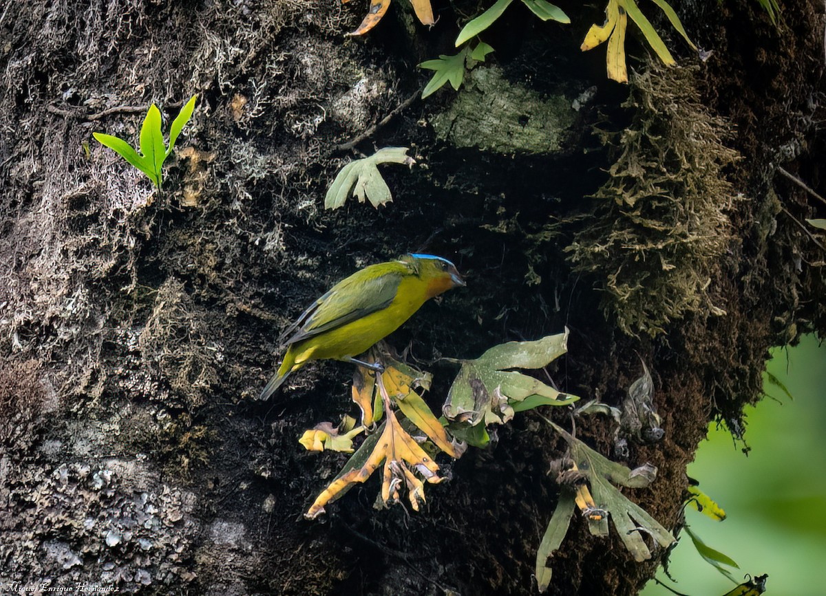 ルリゴシサンショクフウキンチョウ - ML644016661