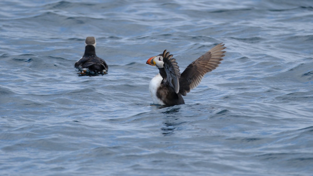 Atlantic Puffin - ML644016662