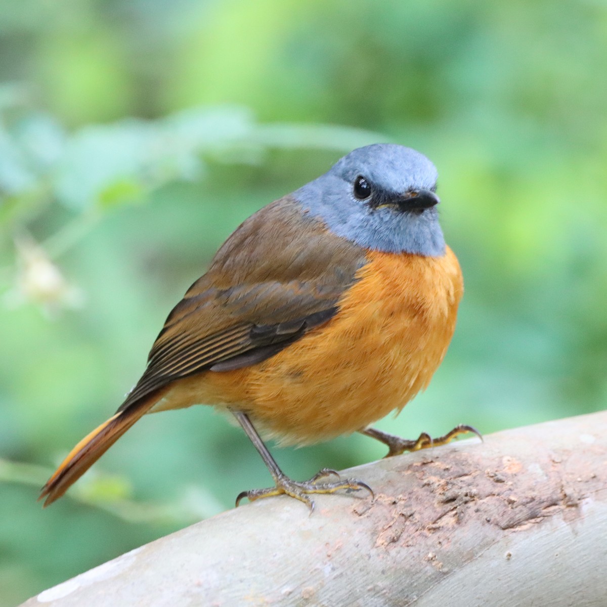 Amber Mountain Rock-Thrush - ML644016672