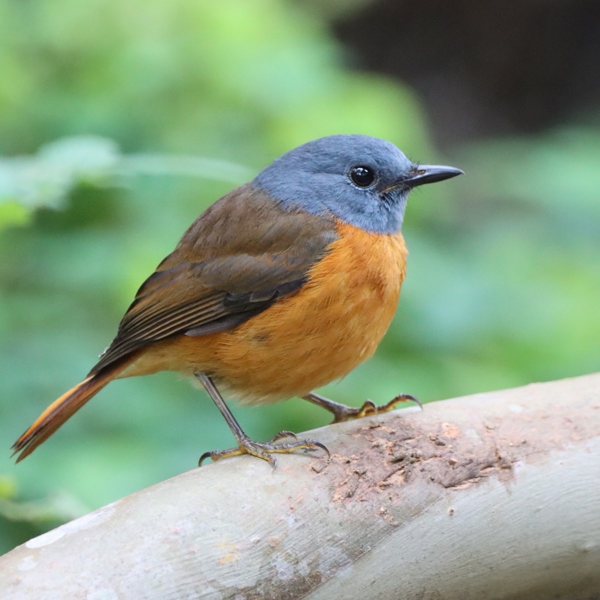 Amber Mountain Rock-Thrush - ML644016677