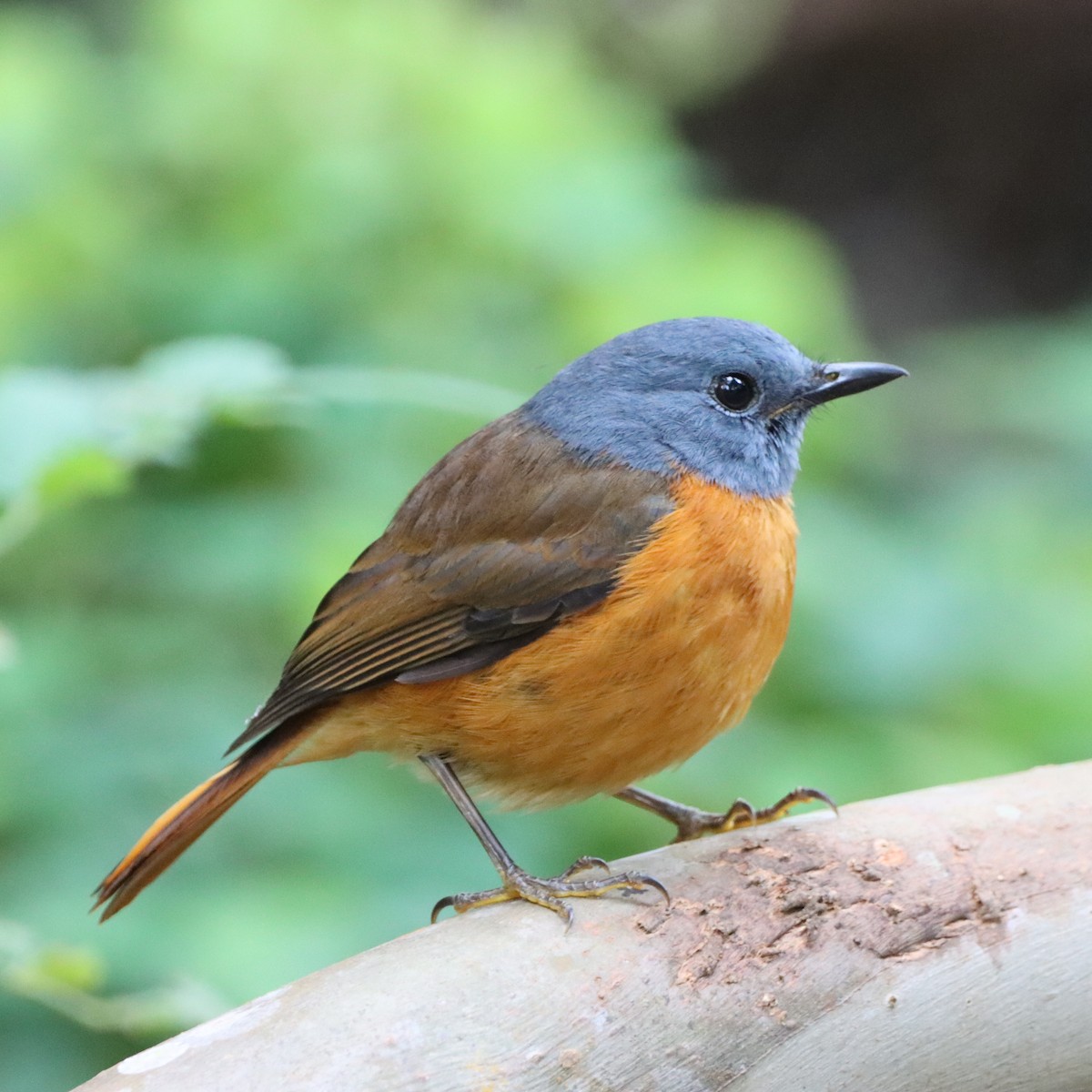 Amber Mountain Rock-Thrush - ML644016679