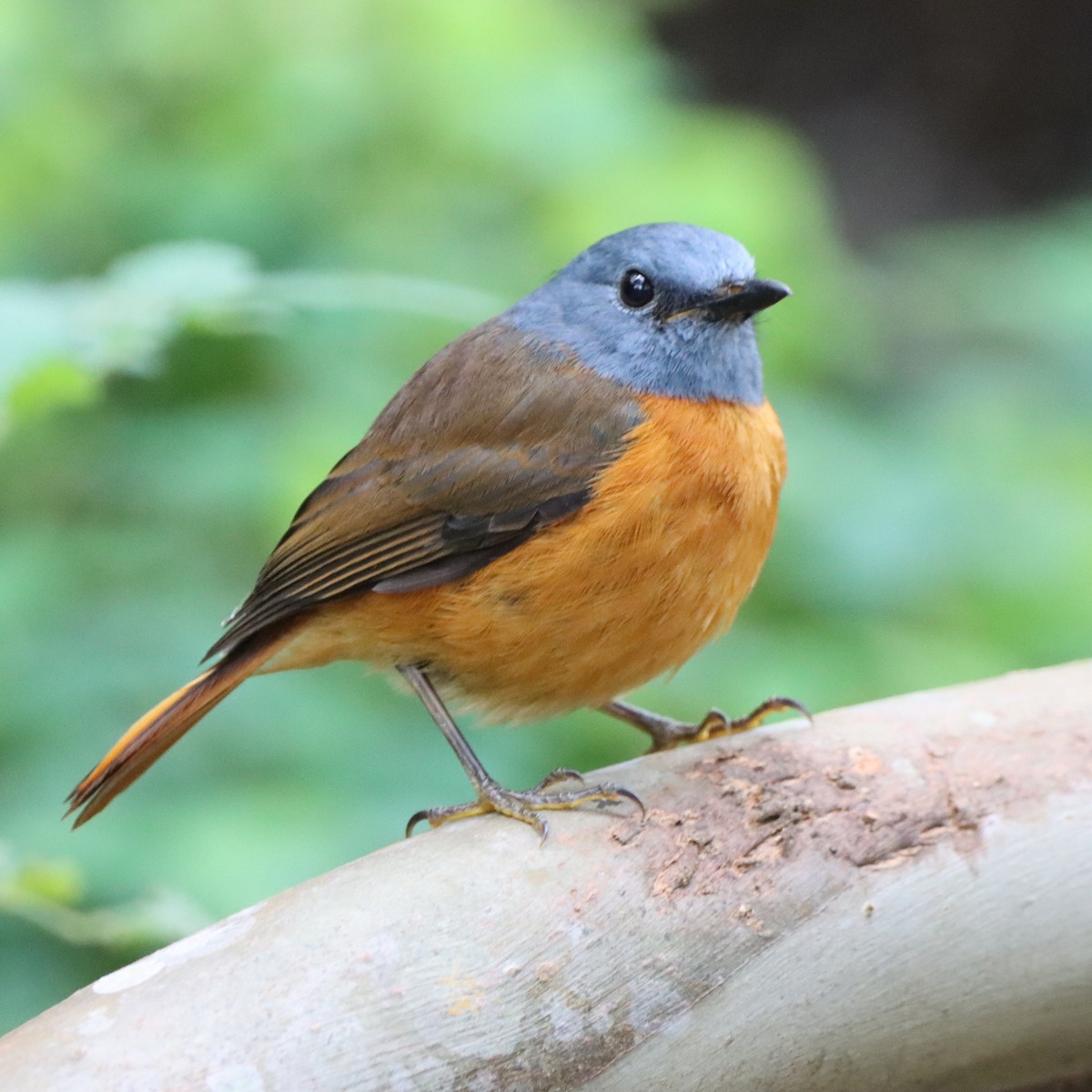 Amber Mountain Rock-Thrush - ML644016682