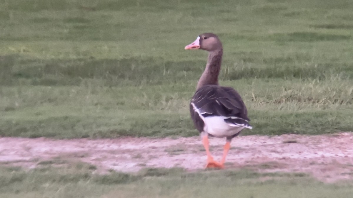 Greater White-fronted Goose - ML644016694