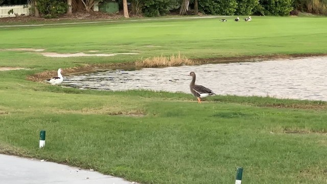 Greater White-fronted Goose - ML644016700
