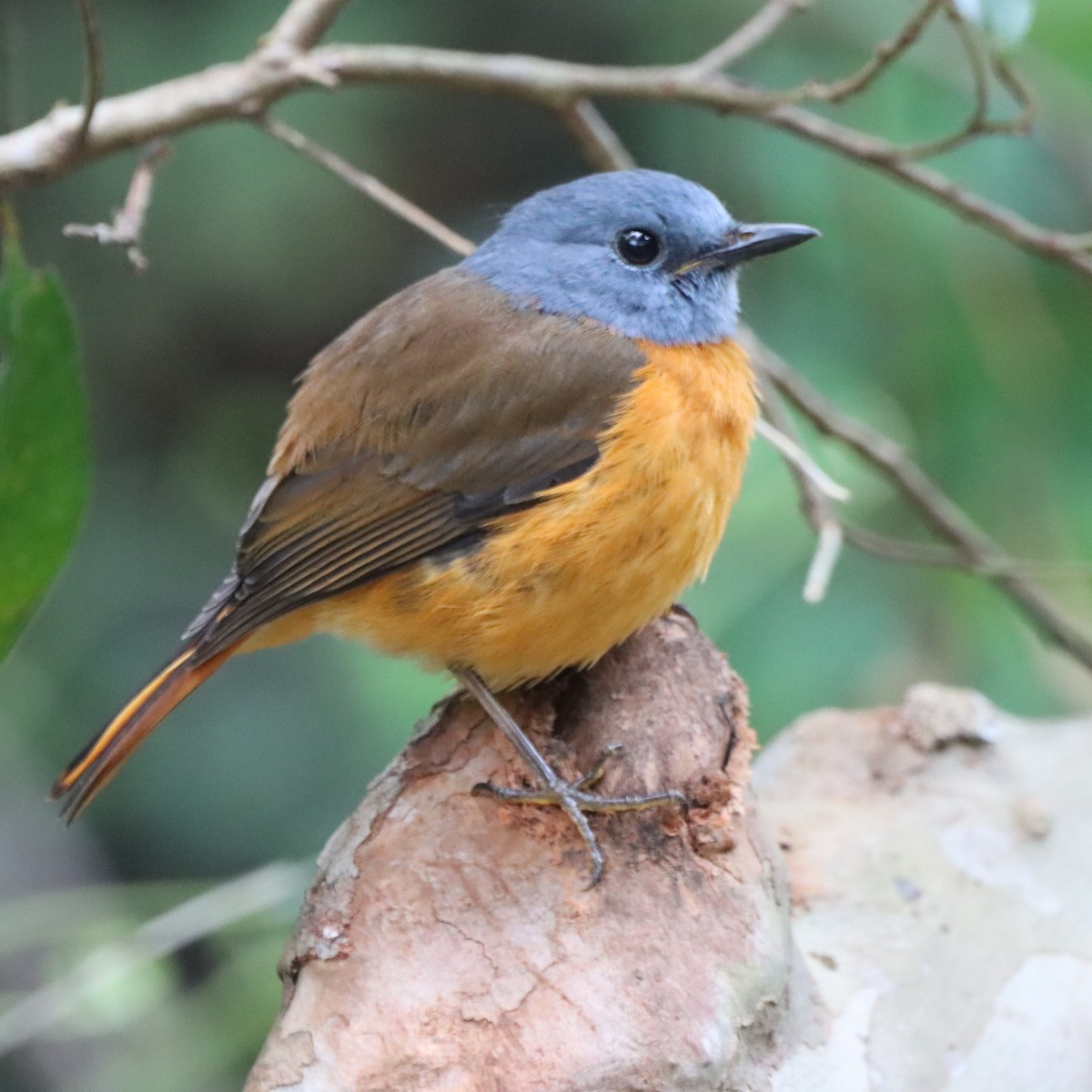 Amber Mountain Rock-Thrush - ML644016701