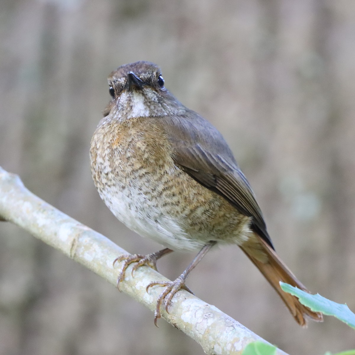 Amber Mountain Rock-Thrush - ML644016703