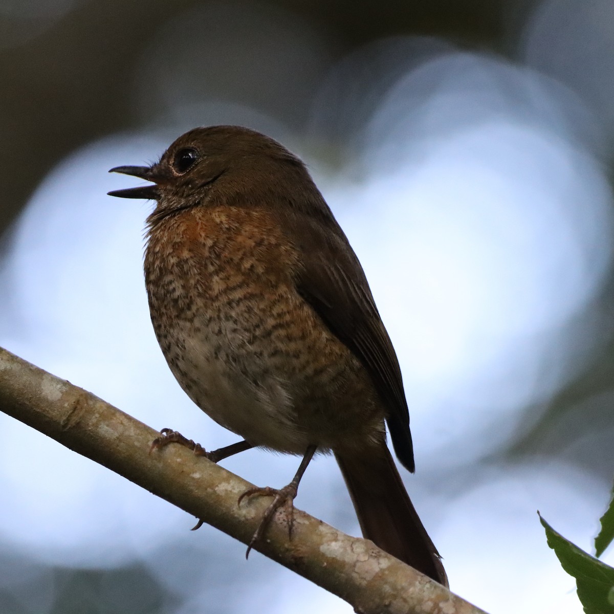 Amber Mountain Rock-Thrush - ML644016710