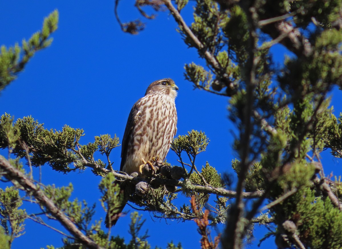 Merlin - ML644016711