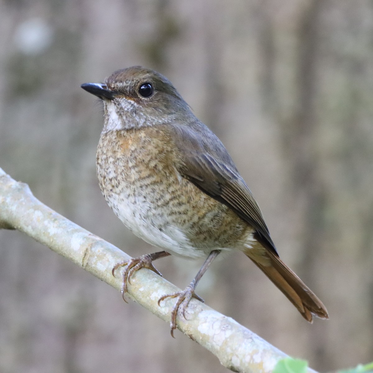 Amber Mountain Rock-Thrush - ML644016715