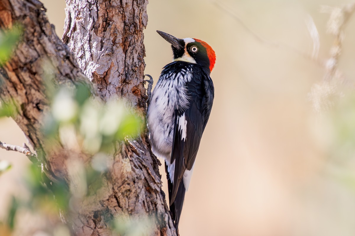 Acorn Woodpecker - ML644016717