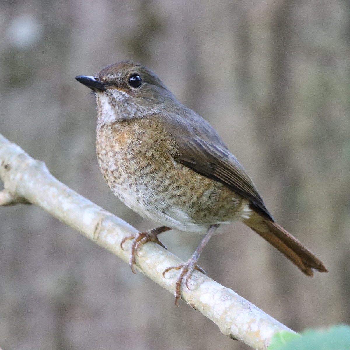 Amber Mountain Rock-Thrush - ML644016724