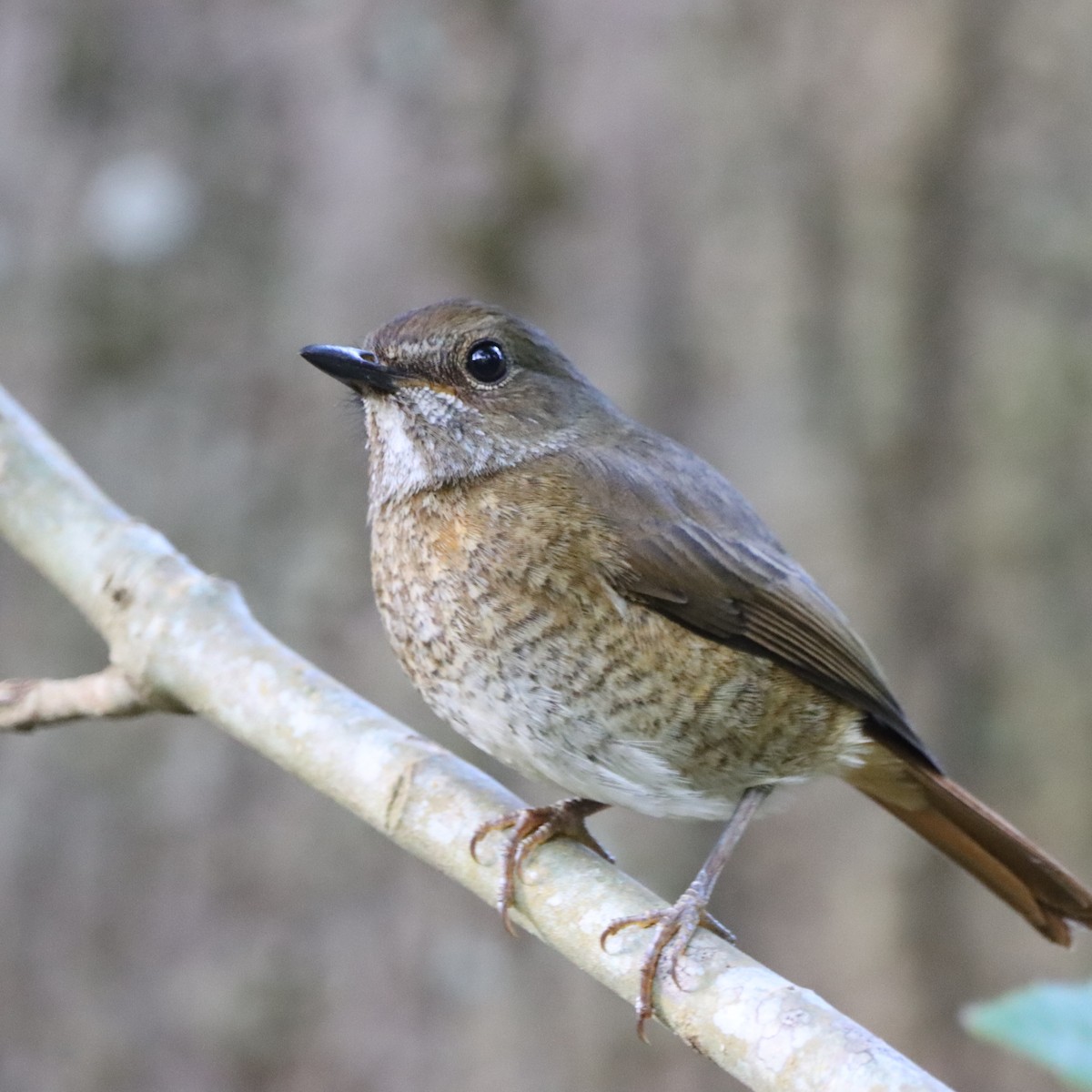 Amber Mountain Rock-Thrush - ML644016736
