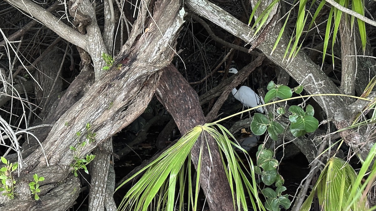 Great Blue Heron (Great White) - ML644016739