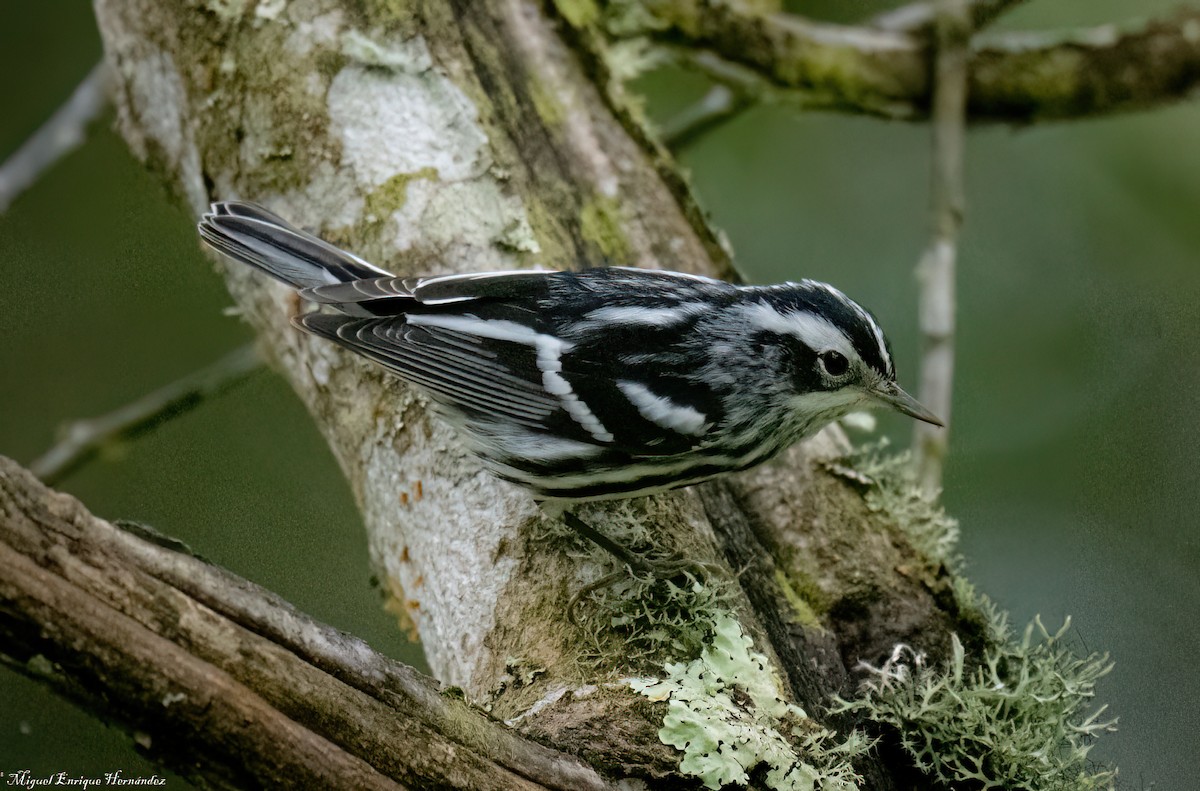 Black-and-white Warbler - ML644016741