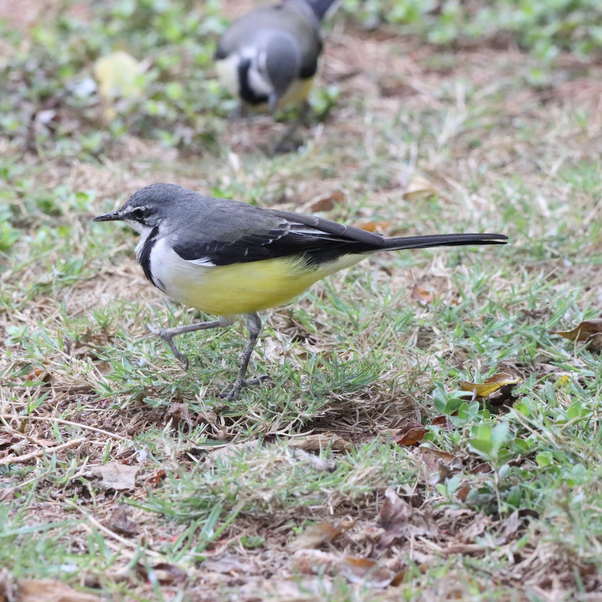 Madagascar Wagtail - ML644016750