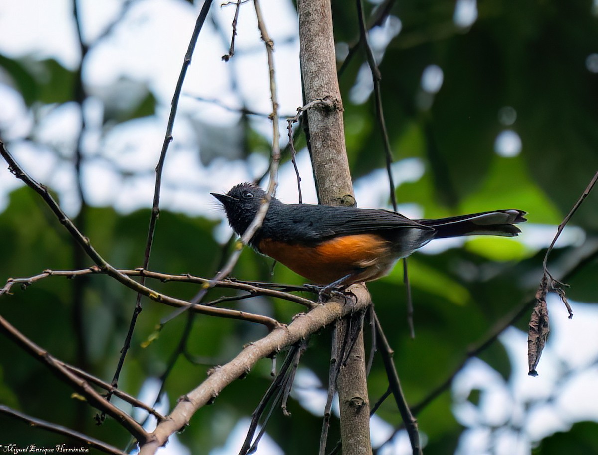 Slate-throated Redstart - ML644016757