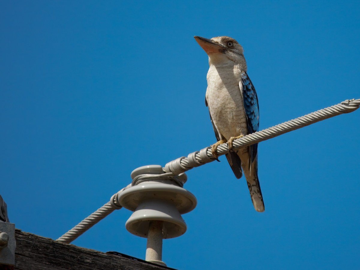 Blue-winged Kookaburra - ML644016767