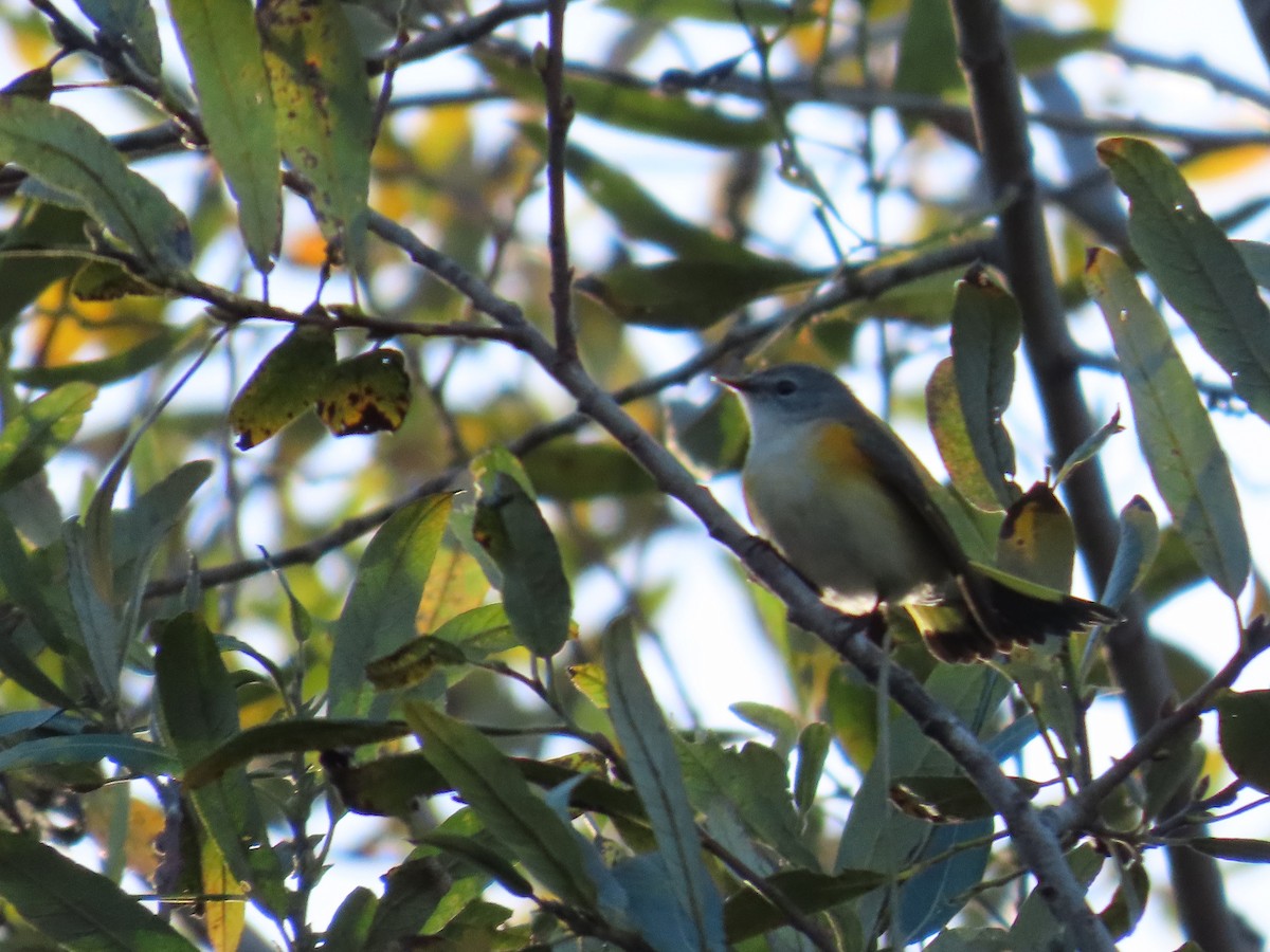 American Redstart - ML644016768