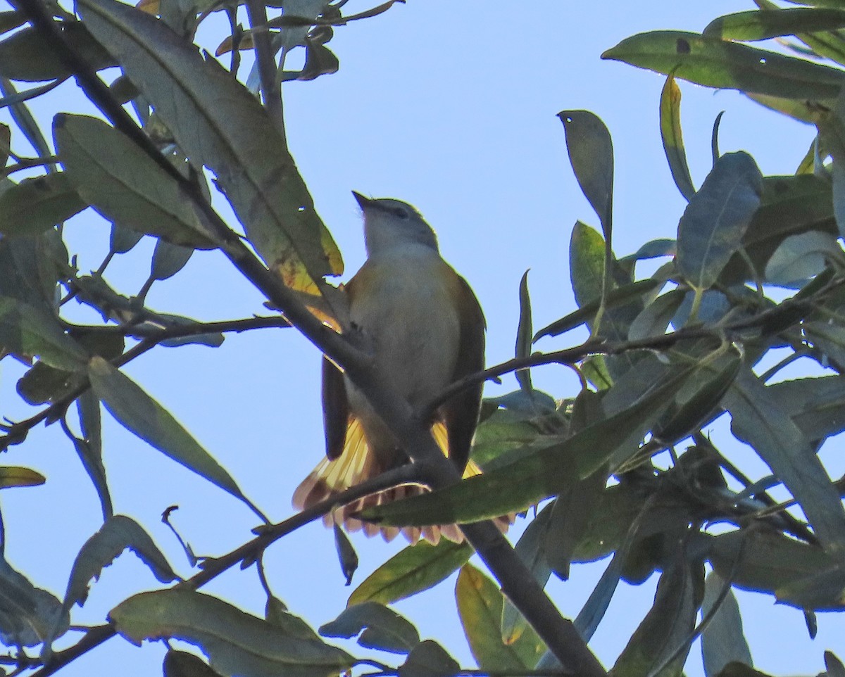 American Redstart - ML644016772