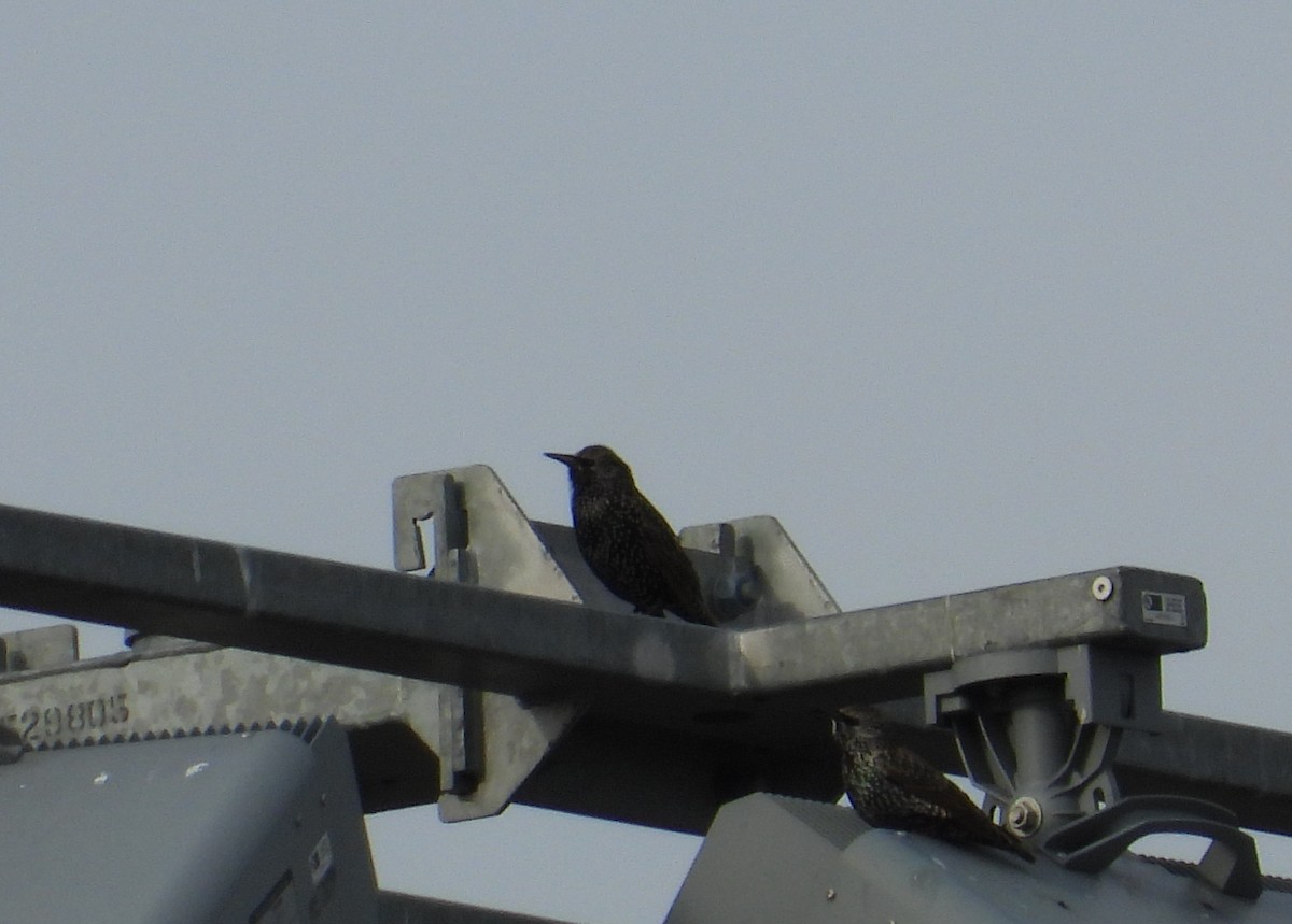European Starling - ML644016786
