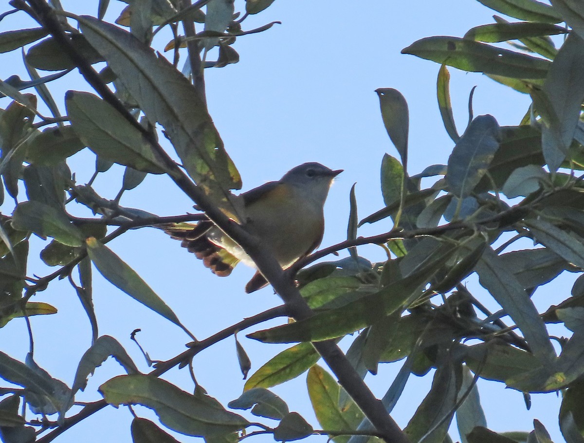 American Redstart - ML644016787