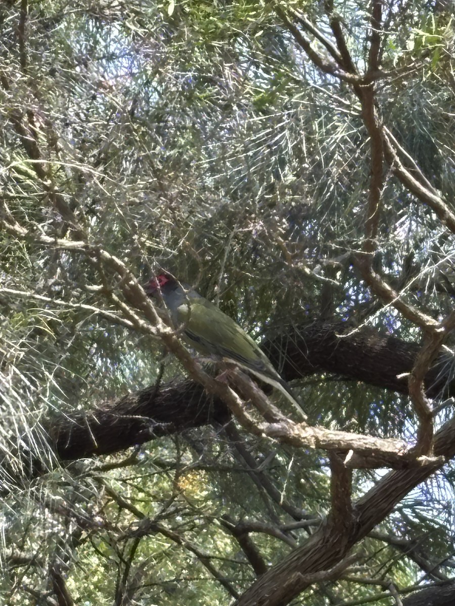 Australasian Figbird - ML644016805