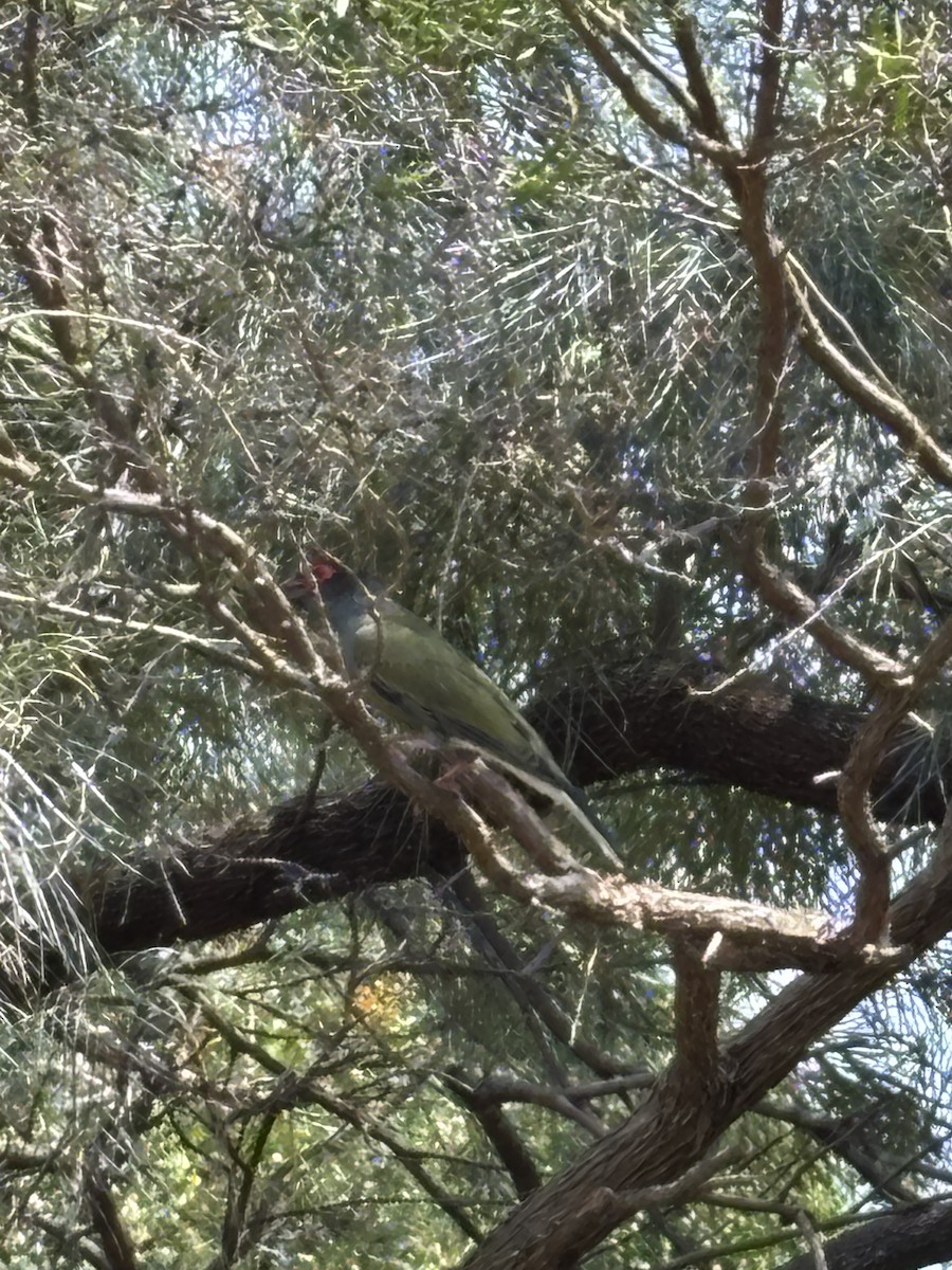 Australasian Figbird - ML644016806