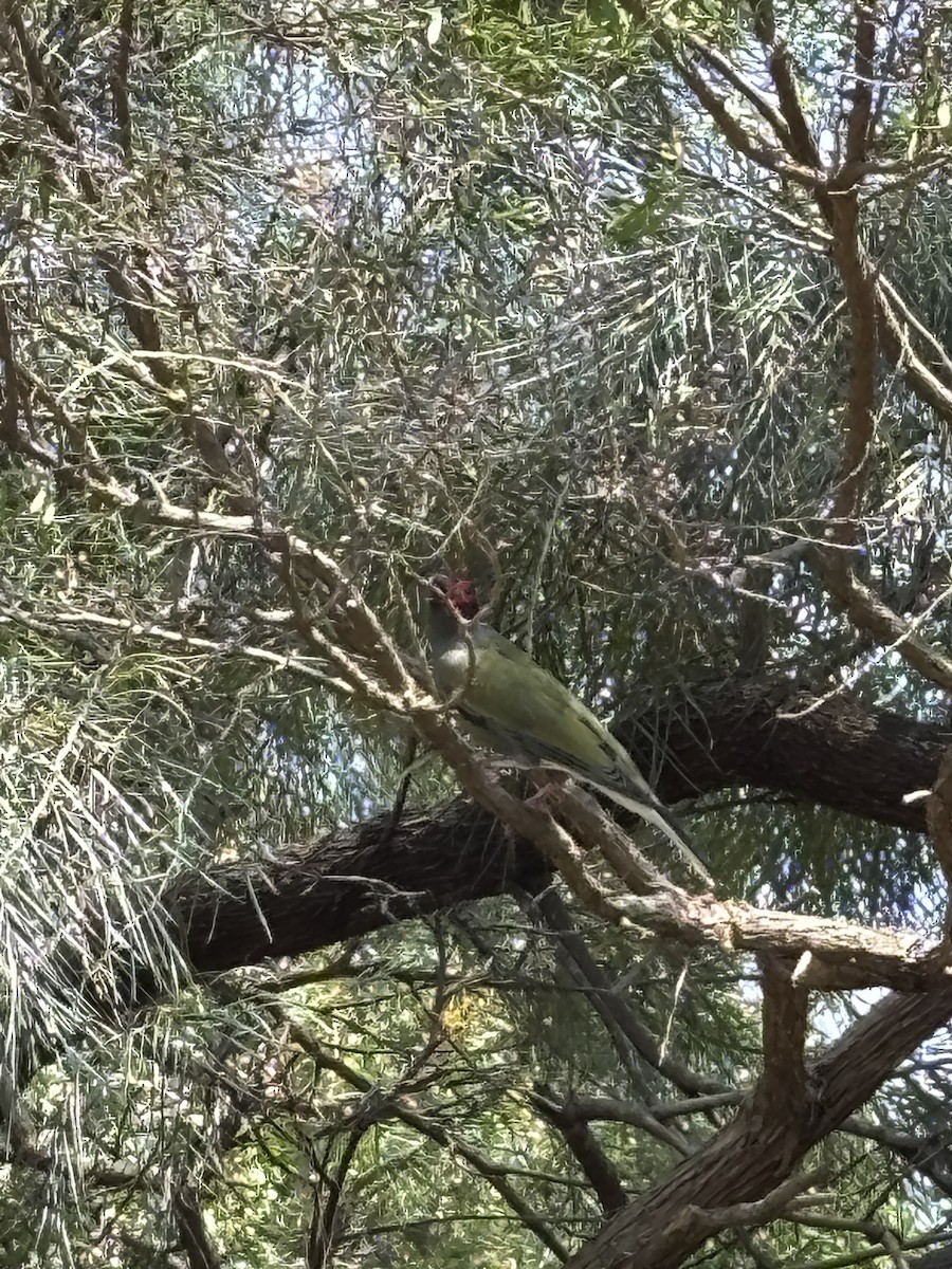 Australasian Figbird - ML644016807