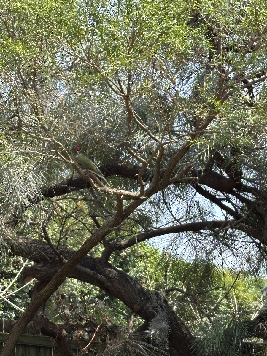 Australasian Figbird - ML644016808
