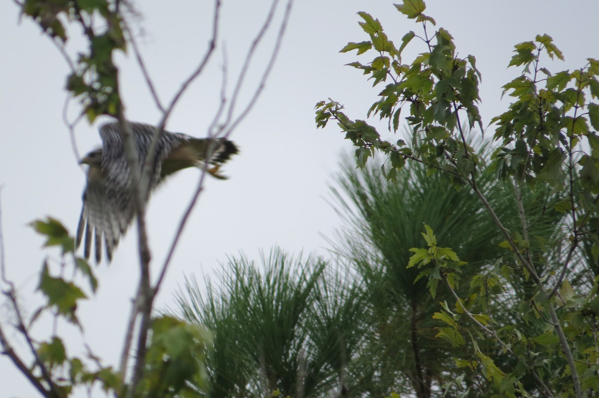 Red-shouldered Hawk - ML644016811