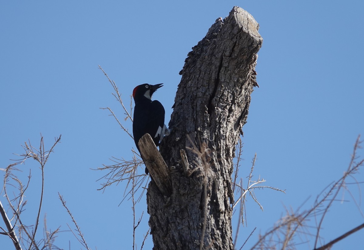 Acorn Woodpecker - ML644016814