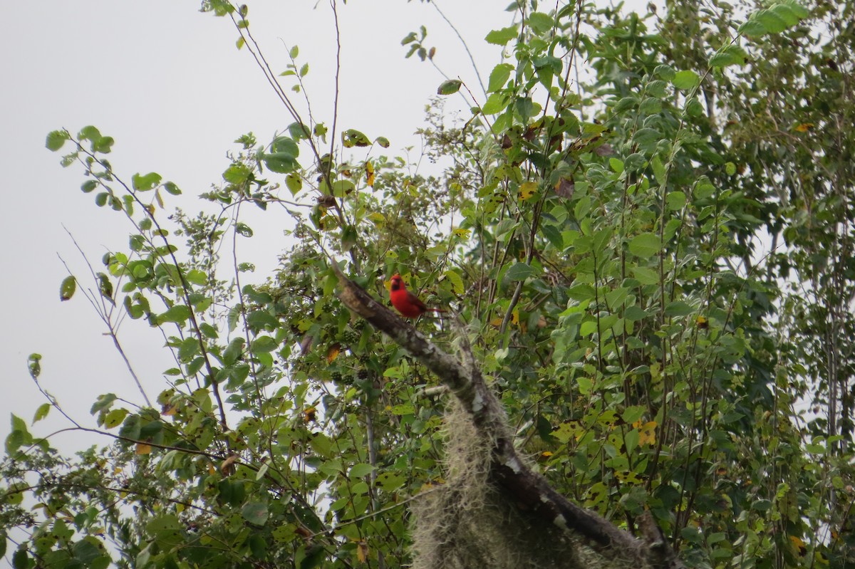 Northern Cardinal - ML644016820