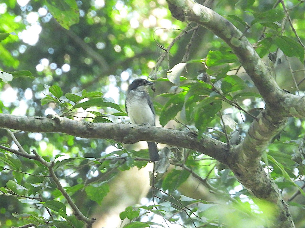 African Forest-Flycatcher - ML644016829