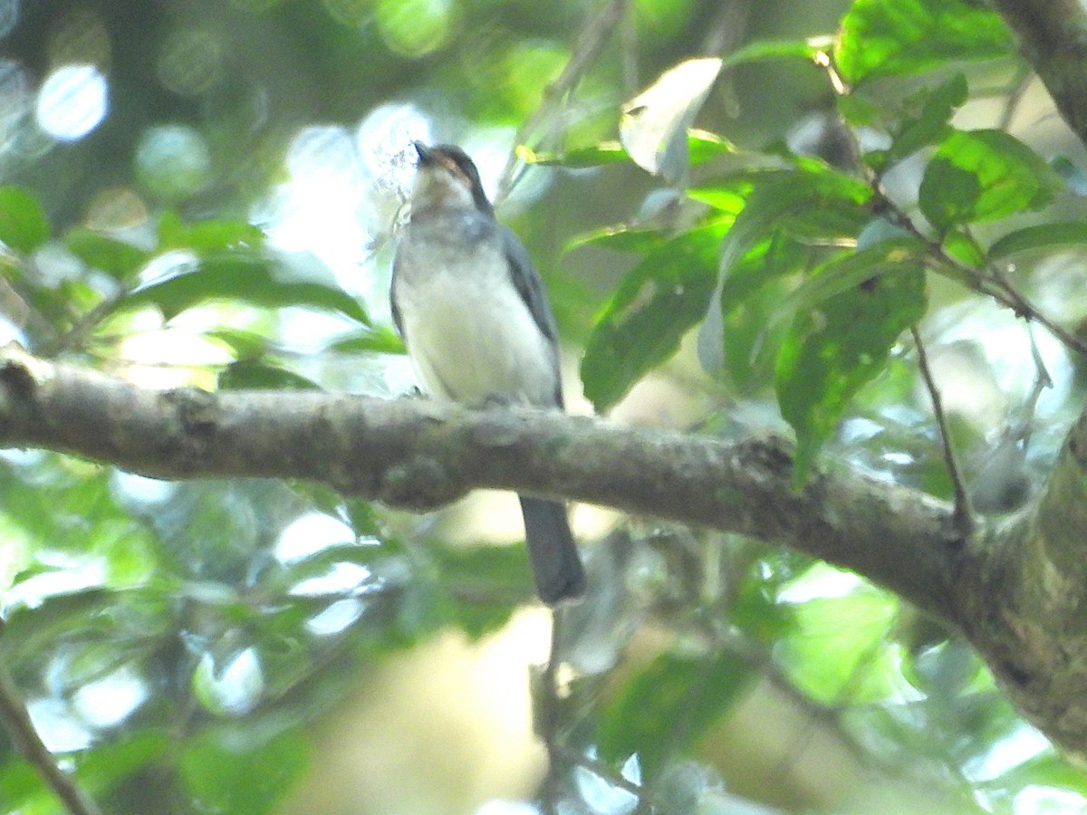 African Forest-Flycatcher - ML644016830