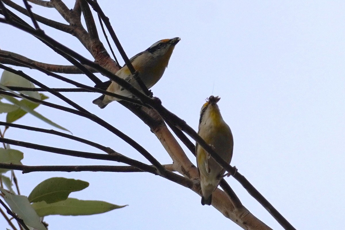 Striated Pardalote - ML644016832