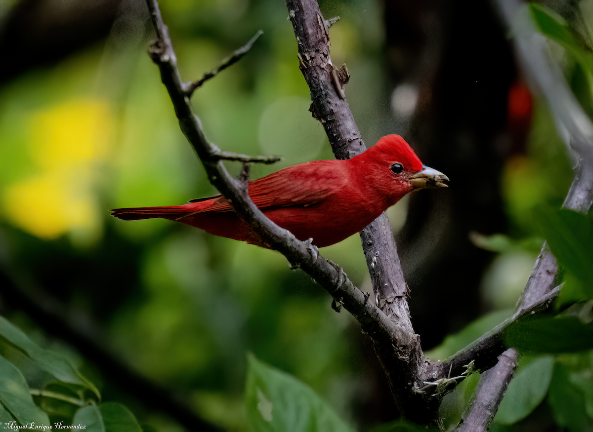 Summer Tanager - ML644016836