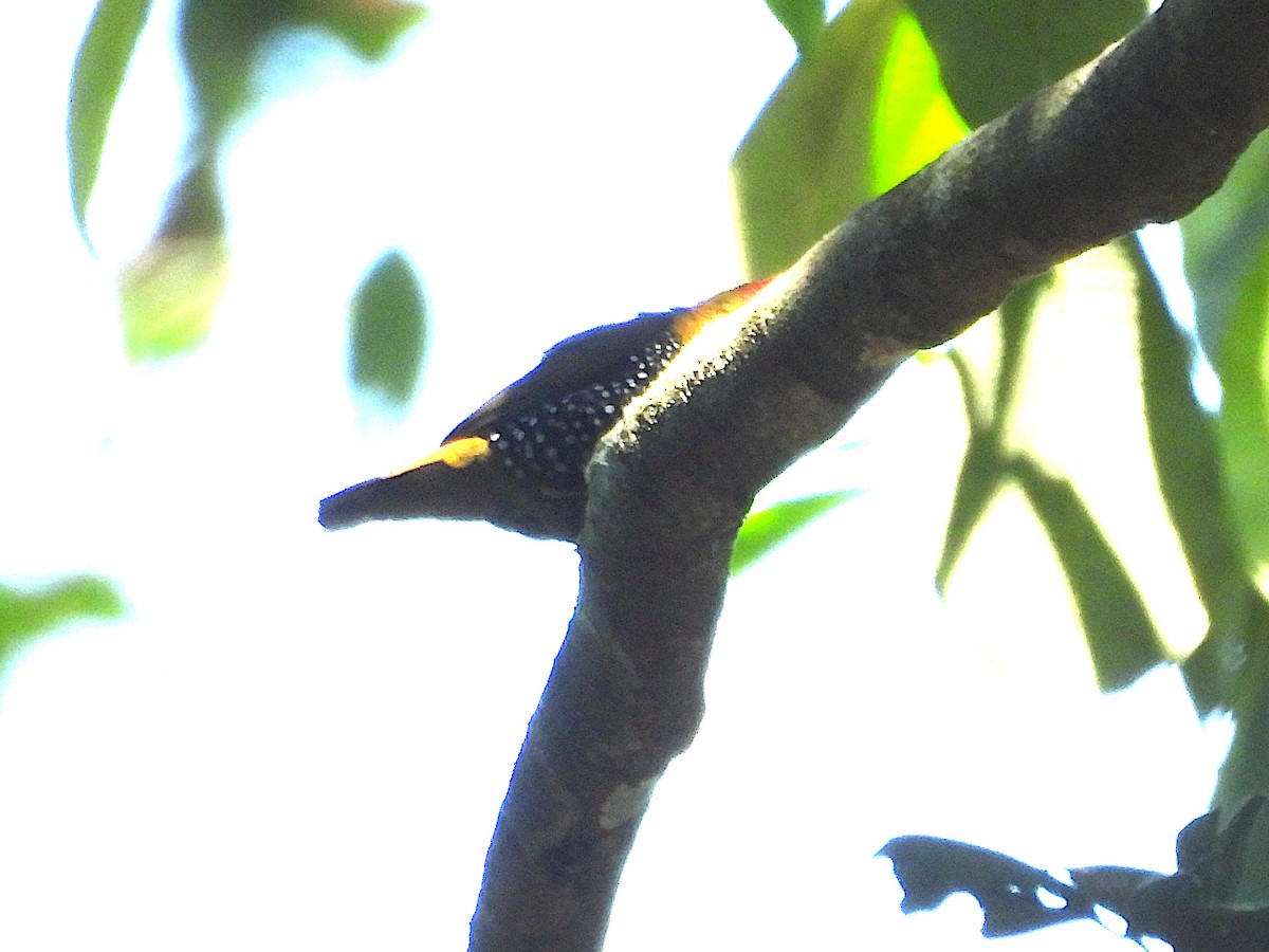 Green-backed Twinspot - ML644016839