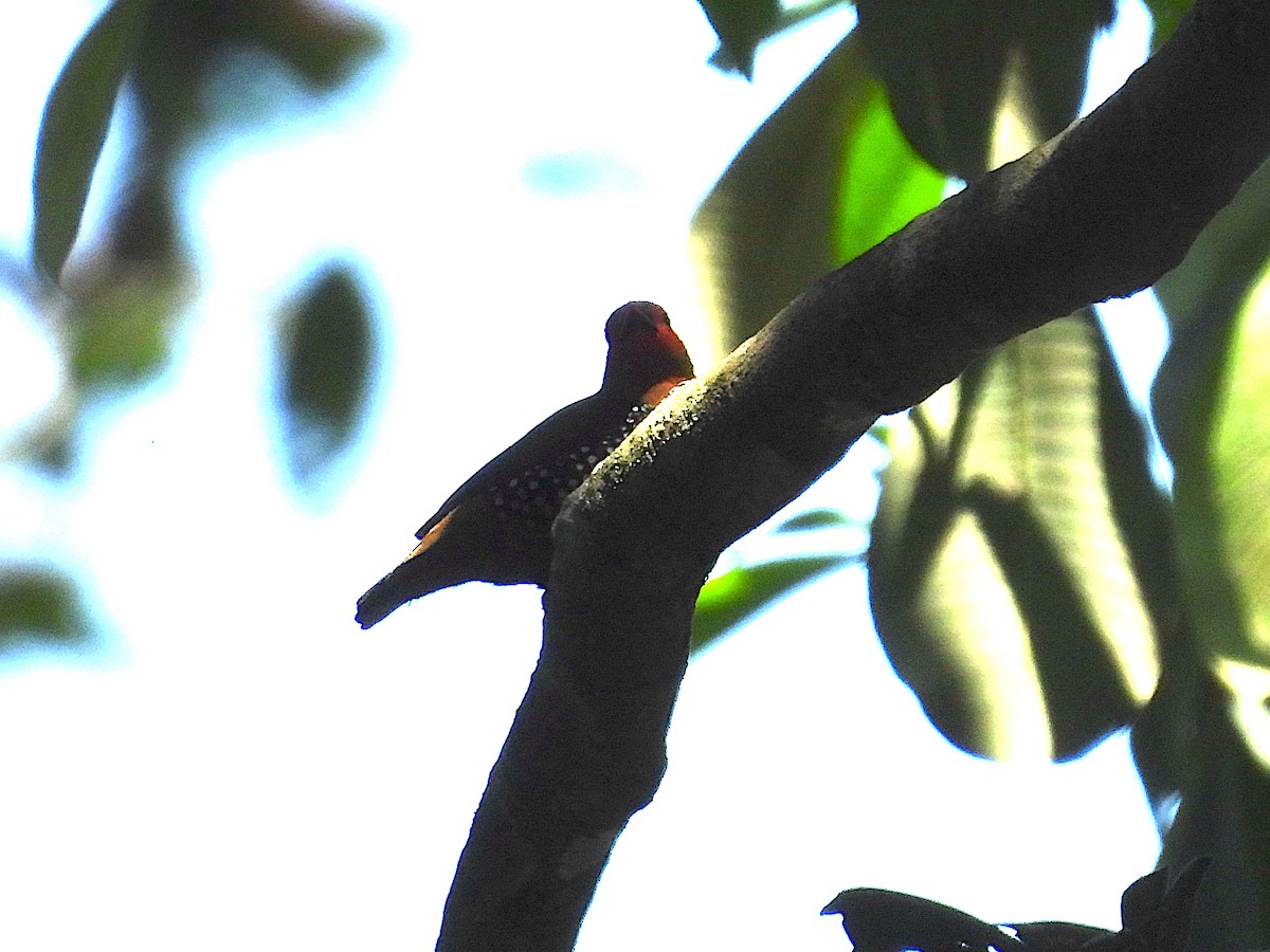 Green-backed Twinspot - ML644016840