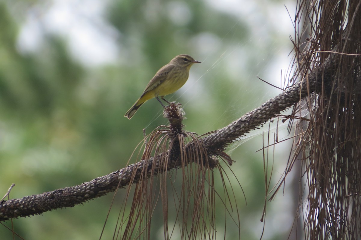 Palm Warbler - ML644016851