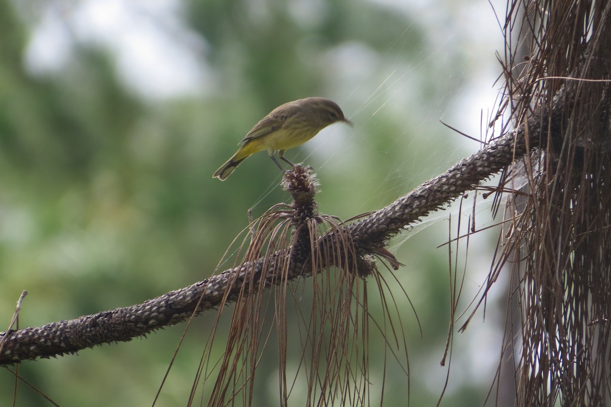 Palm Warbler - ML644016852