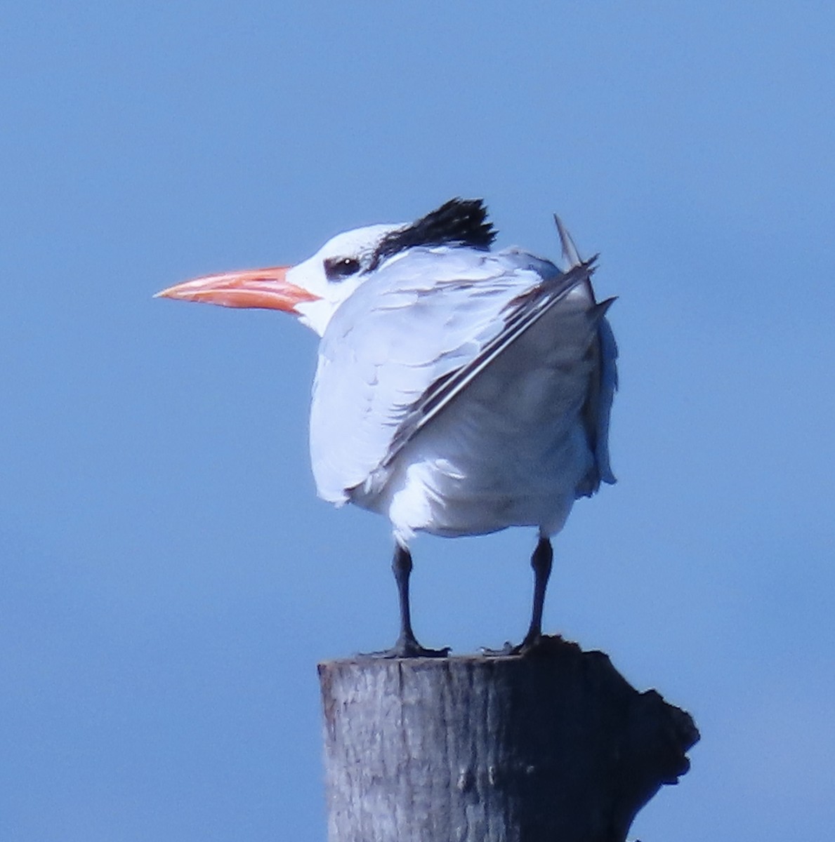 rybák královský - ML644016857