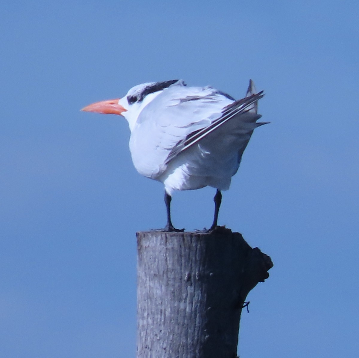 rybák královský - ML644016858