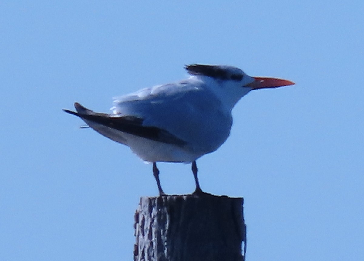 rybák královský - ML644016859