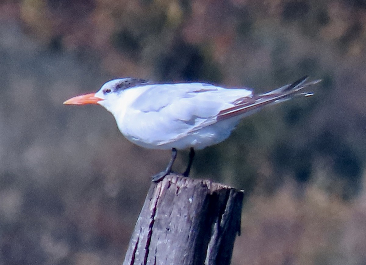 rybák královský - ML644016860