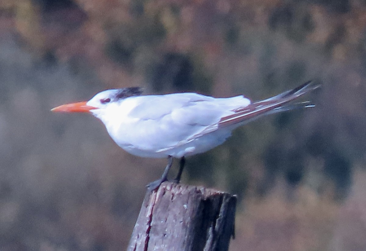 rybák královský - ML644016861